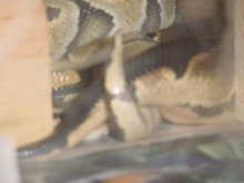 Breeding Pic