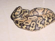 Super Pastel