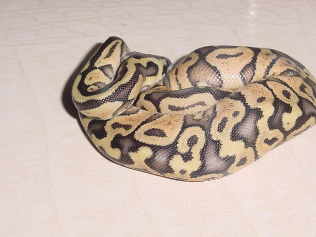 Super Pastel