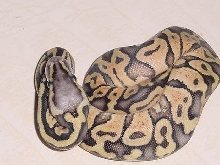 Super Pastel 2