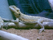 Lazy Osiris