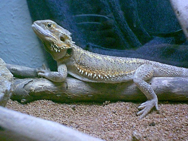 Lazy Osiris