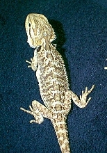 Zanarkin's pic