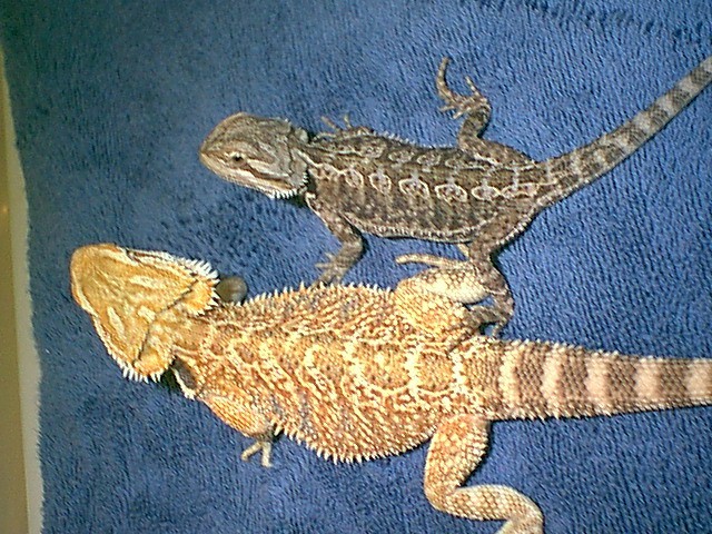 Zanarkin and Skylar