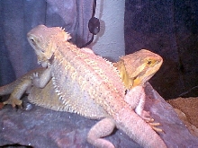 Im Sitting on you!