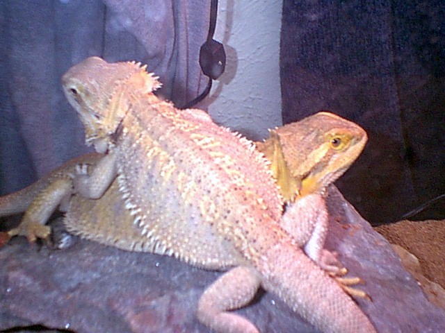 Im Sitting on you!