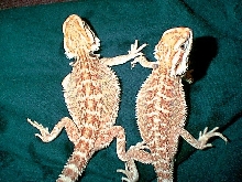My 2 little girls again