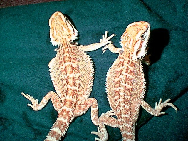 My 2 little girls again