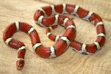 Atlantic county N.J. Coastal Plain milksnake female