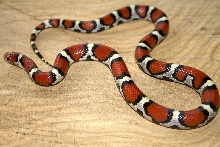 Atlantic county N.J. Coastal Plain Milksnake female