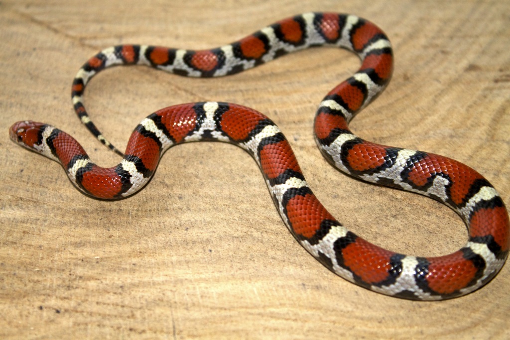 Atlantic county N.J. Coastal Plain Milksnake female