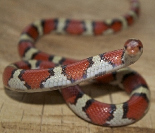 Atlantic county Coastal Plain Milksnake male
