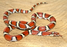 Atlantic county Coastal Plain Milksnake male
