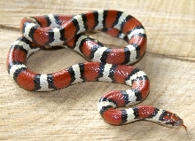 Worcester county MD. Temporalis female