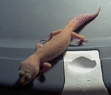 Patternless Male
