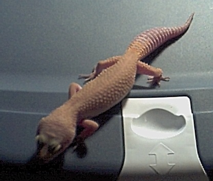Patternless Male
