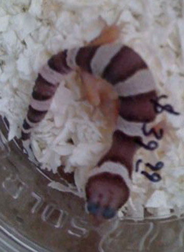 Snow Female