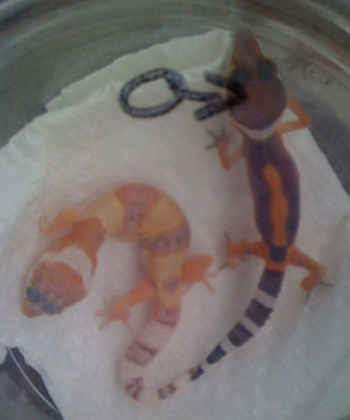 new babies