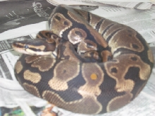 adult female 1