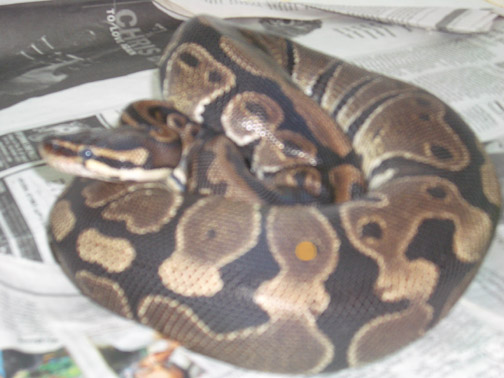 adult female 1
