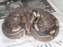 adult female 2