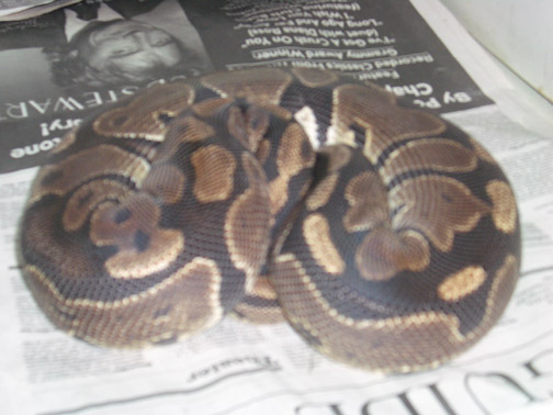 adult female 2