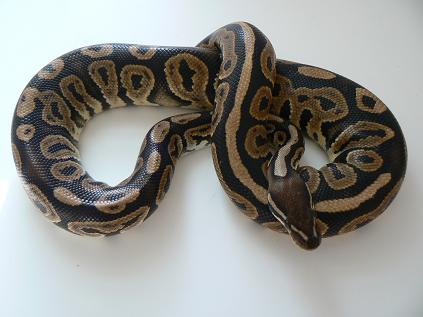 adult blk pastel for sale