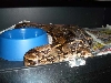 adult het female