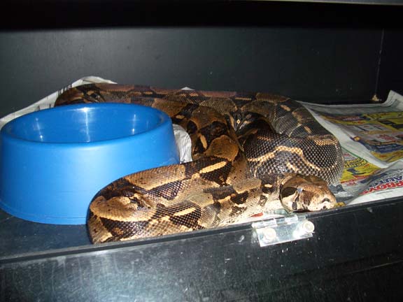 adult het female