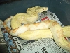 J.S. albino