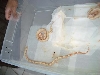albino 2