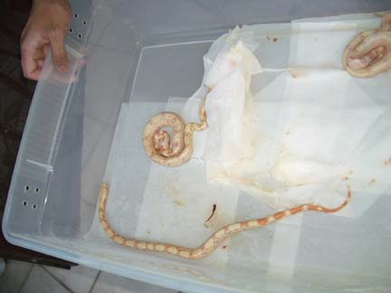 albino 2
