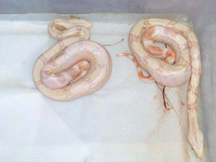 albino 3