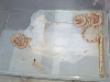 albino 4