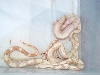 albino 5