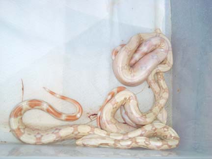 albino 5