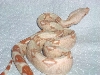 male albino