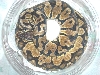 female pastel
