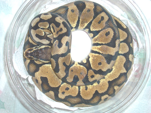 female pastel