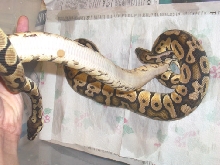 female pastel belly