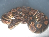 female blk pastel