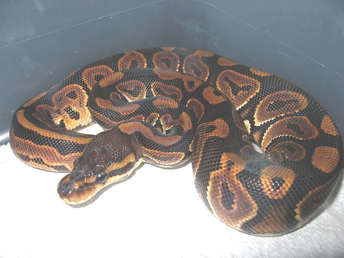 female blk pastel