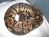 male blk pastel