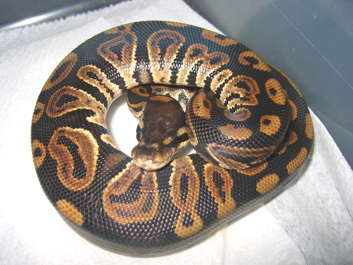 male blk pastel