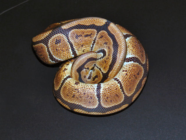 granite1