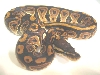 male blk