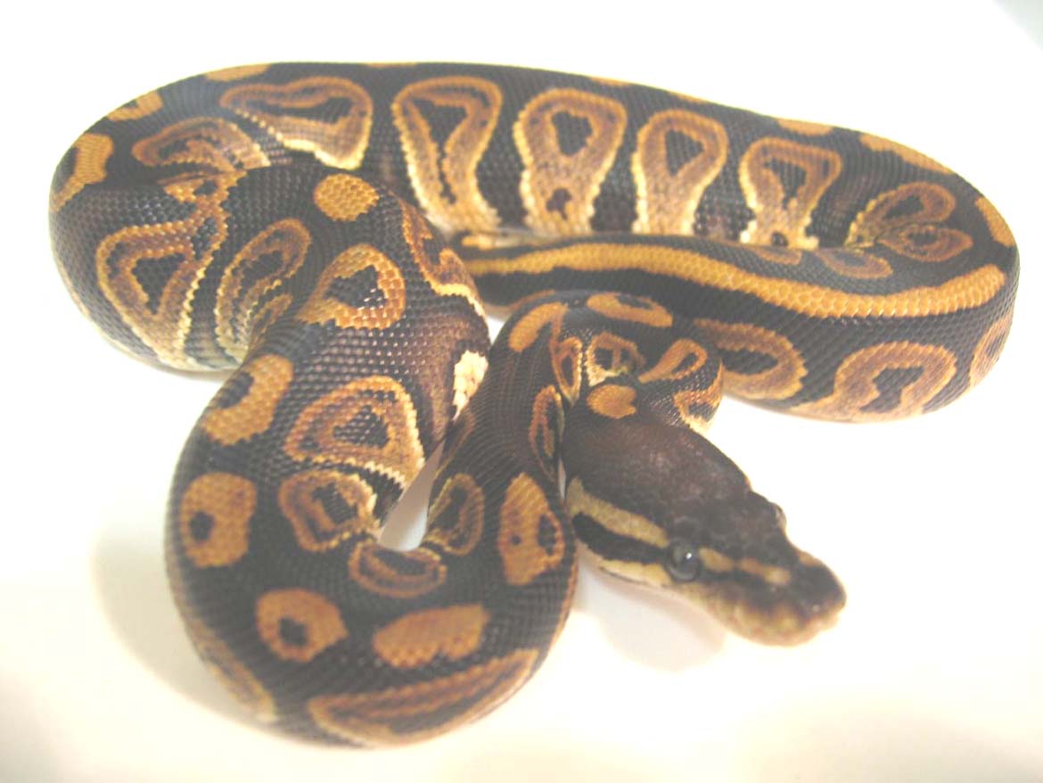 male blk