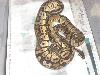 pastel pair 1