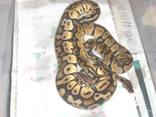 pastel pair 1