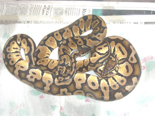 pastel pair 2